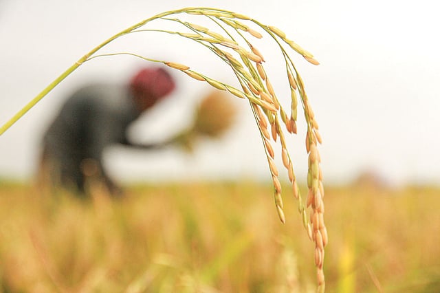 এ দেশে একসময় ১৮ হাজার ধানের জাত ছিল। ছবি: প্রথম আলো