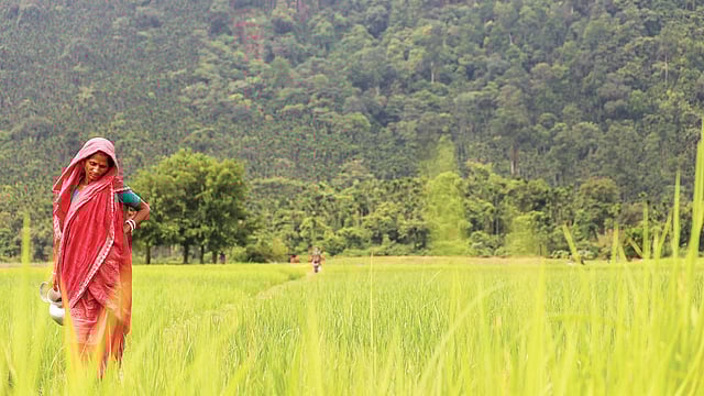 এ দেশে একসময় ১৮ হাজার ধানের জাত ছিল। ছবি: প্রথম আলো