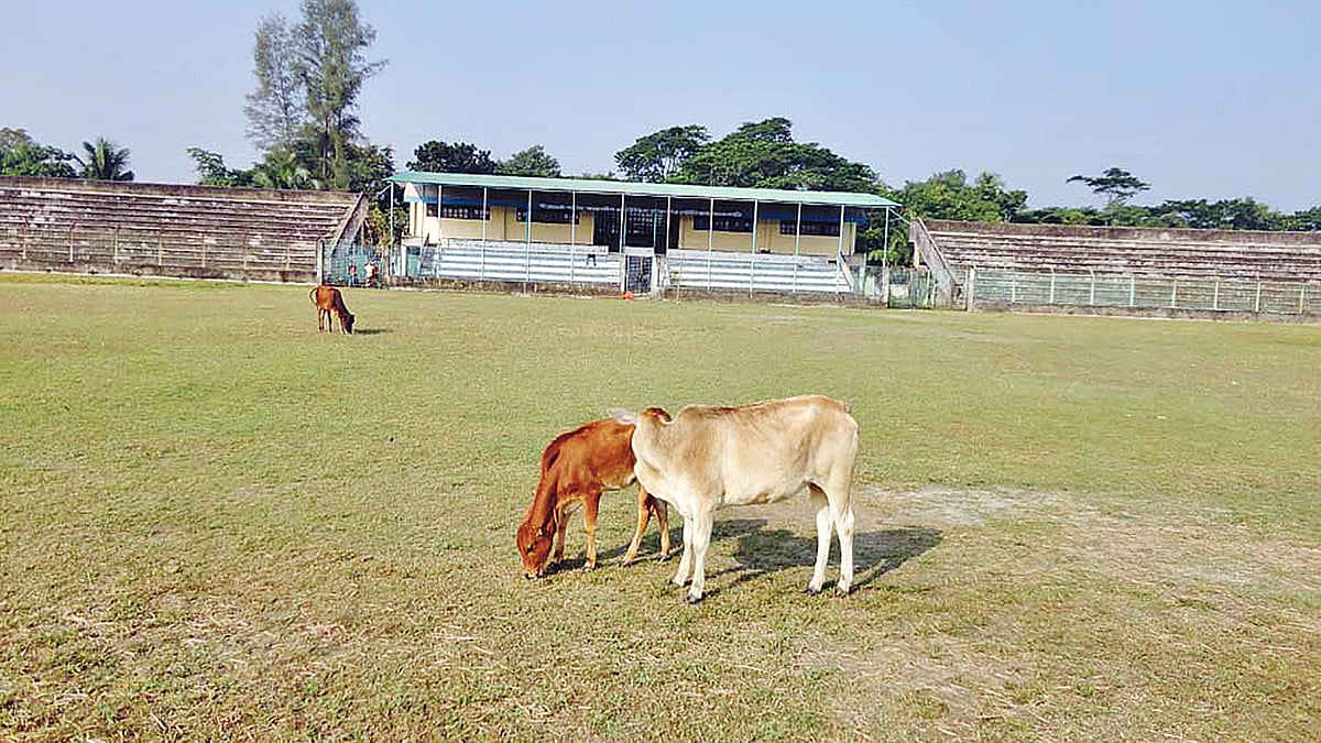 বীরশ্রেষ্ঠ শহীদ ক্যাপ্টেন মহিউদ্দিন জাহাঙ্গীর স্টেডিয়ামে গরু চরানো হচ্ছে। প্রথম আলো
