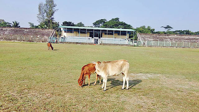 বীরশ্রেষ্ঠ শহীদ ক্যাপ্টেন মহিউদ্দিন জাহাঙ্গীর স্টেডিয়ামে গরু চরানো হচ্ছে।  প্রথম আলো