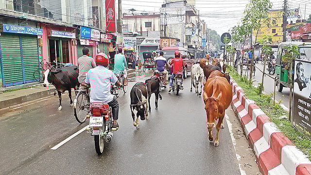 ঠাকুরগাঁও শহরের বঙ্গবন্ধু সড়কে ঘুরে বেড়াচ্ছে গবাদিপশুর দল। সম্প্রতি তোলা ছবি।  প্রথম আলো