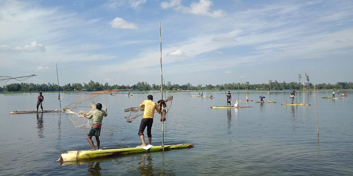 ঠাকুরগাঁওয়ের টাঙ্গন নদে চলছে মাছ ধরা উৎসব।