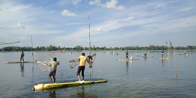 ঠাকুরগাঁওয়ের টাঙ্গন নদে চলছে মাছ ধরা উৎসব।