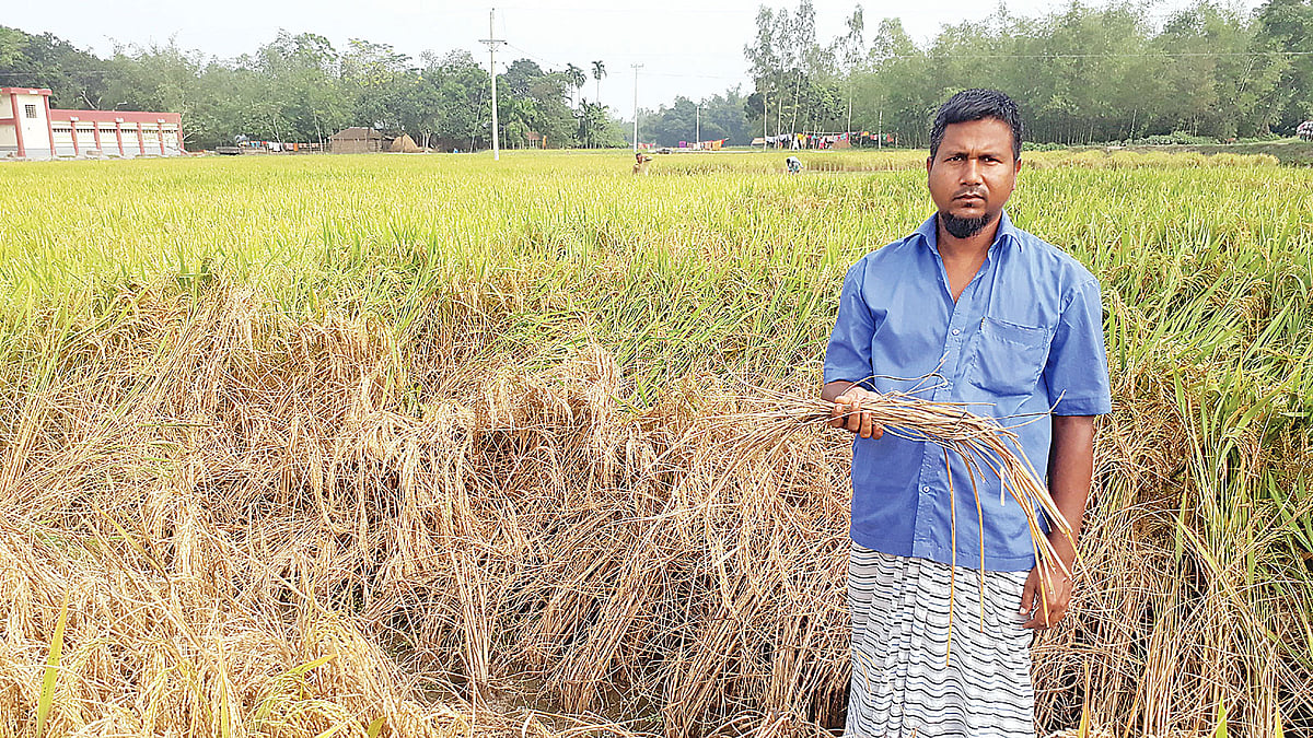 কারেন্ট পোকার আক্রমণে ক্ষতিগ্রস্ত খেত দেখাচ্ছেন কৃষক। গতকাল দুপুরে নীলফামারী সদর উপজেলার মহব্বত বাজিতপাড়া গ্রামে।  ছবি: প্রথম আলো