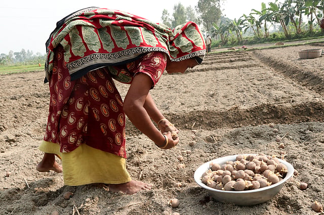 বীজ বোনায় কিষানির সহযোগিতা