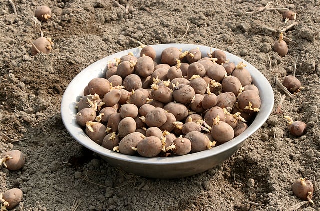 খেতে বোনার জন্য প্রস্তুত আলুর বীজ