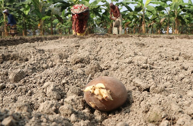 ফেলা হয়েছে আলুর বীজ
