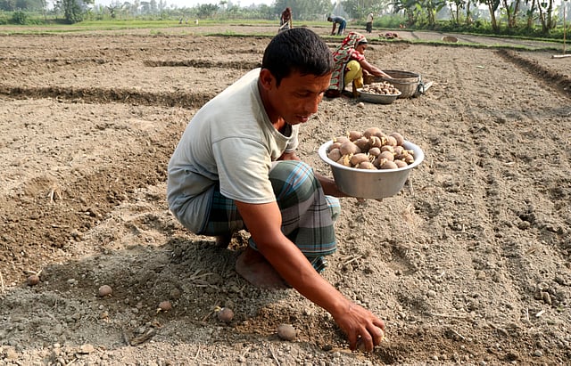 বোনা হচ্ছে আলুর বীজ