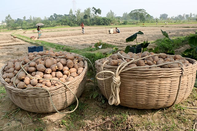 বোনার জন্য আলুর বীজ আনা হয়েছে