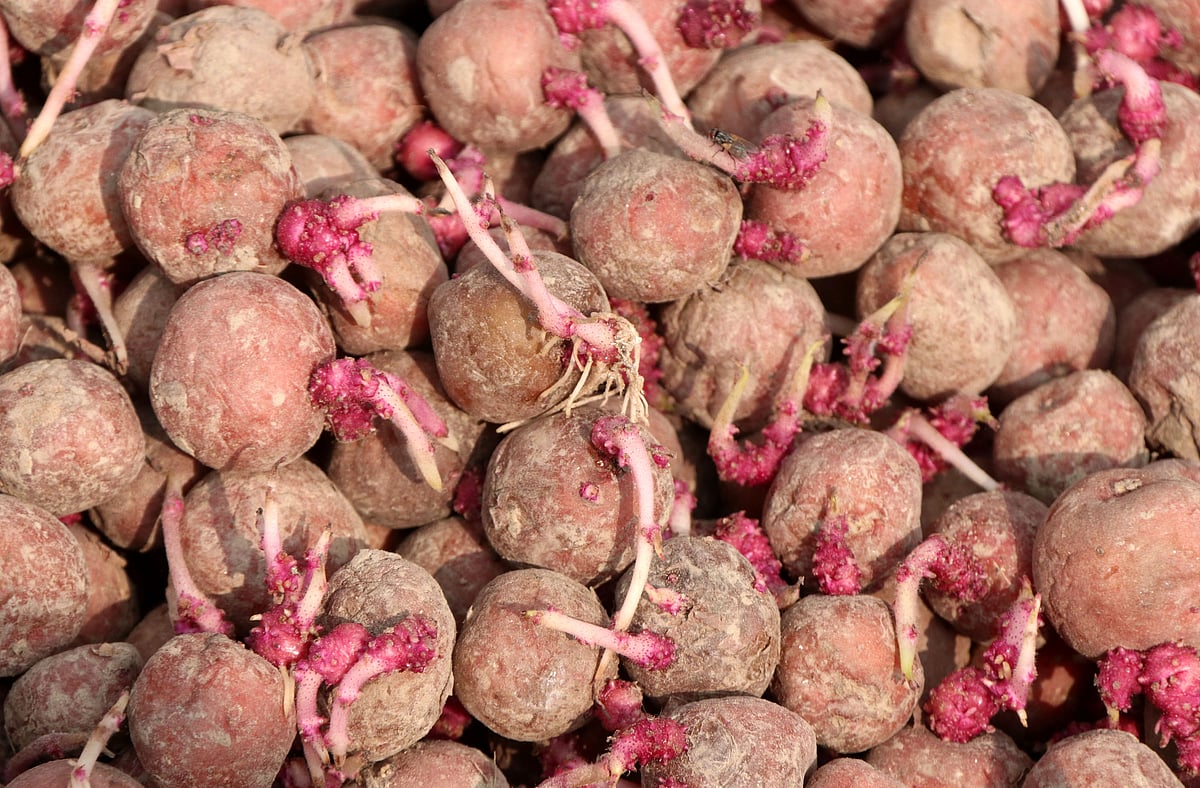 বগুড়ার বিখ্যাত লাল আলুর বীজ