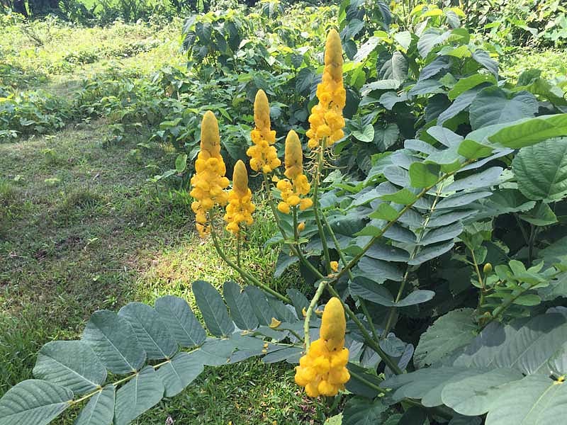 নরসিংদীর মনোহরদি উপজেলায় দেখা মিলল ‘দাদমর্দন’–এর। ছবি: লেখক
