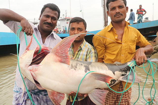 পদ্মা নদীতে জেলেদের জালে ধরা পড়েছে প্রায় ৩১ কেজি ওজনের এই বাগাড় মাছ। মাছটি দৌলতদিয়া ঘাট বাজারে ৯৫০ টাকা কেজি দরে কিনে নেন স্থানীয় এক মাছ ব্যবসায়ী। পরে ঢাকার এক ব্যবসায়ীর কাছে ১ হাজার টাকা কেজি করে বিক্রি করেন তিনি। গোয়ালন্দ, রাজবাড়ী, ৭ নভেম্বর। ছবি: এম রাশেদুল হক