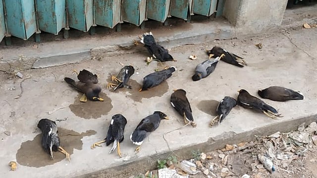 ভাতের সঙ্গে বিষ মিশিয়ে মেরে ফেলা হয়েছে পাখিগুলোকে। রাউজান, চট্টগ্রাম, ০৮ নভেম্বর। ছবি: এসএম ইউসুফ উদ্দিন