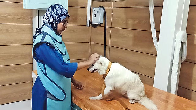 পা ভেঙে যাওয়া জেনি নামের এই কুকরটির পা এক্স-রে করার প্রস্তুতি নেওয়া হচ্ছে। সম্প্রতি পূর্বাচলের টিচিং অ্যান্ড ট্রেনিং পেট হসপিটাল অ্যান্ড রিসার্চ সেন্টারে।  ছবি: প্রথম আলো