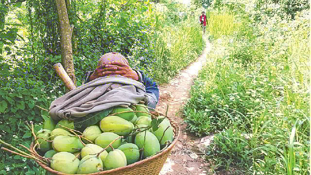 পাহাড়ের বাগান থেকে আম বয়ে নিয়ে যাচ্ছেন একজন