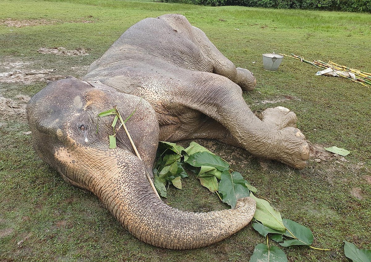 চিকিৎসা দিয়েও বাঁচানো যায়নি অসুস্থ হাতিটিকে। সাতকানিয়া, চট্টগ্রাম, ১০ নভেম্বর। ছবি: মামুন মুহাম্মদ