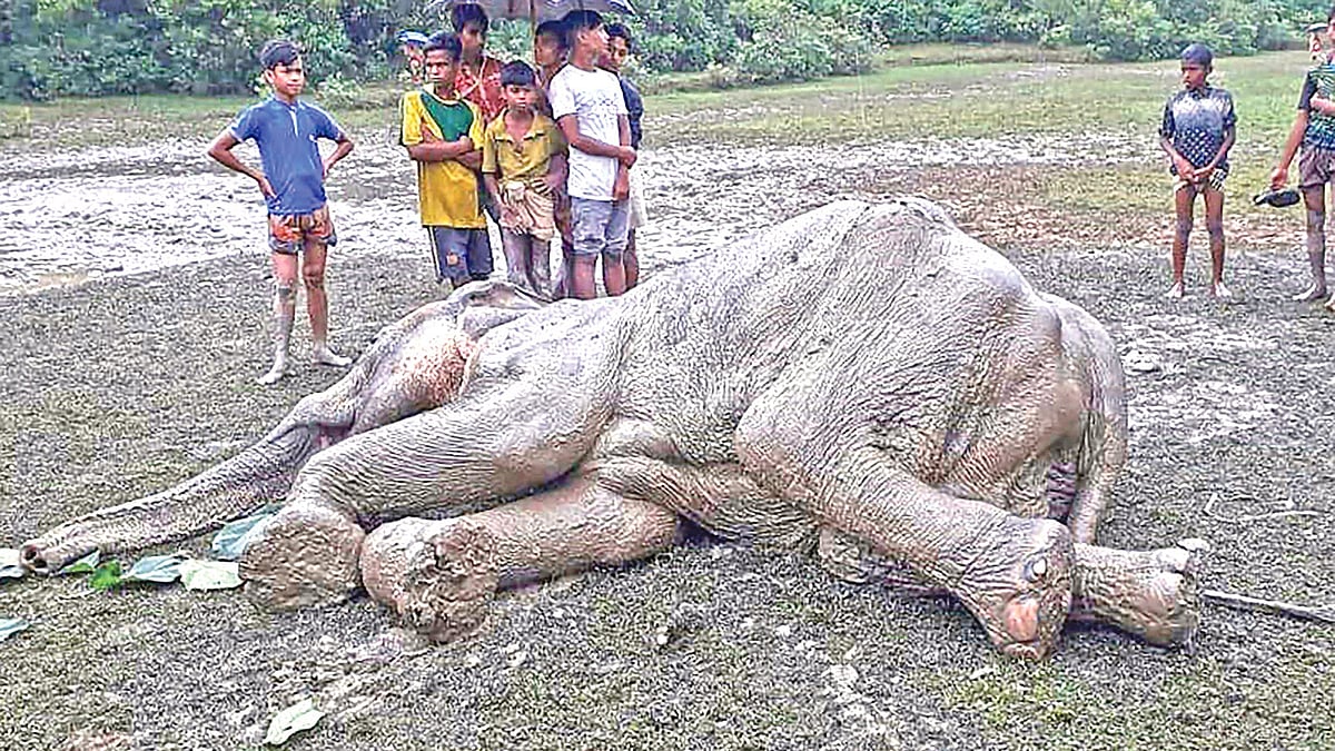 চট্টগ্রামের লোহাগাড়ার চুনতি অভয়ারণ্যে কাদায় আটকে পড়া এ হাতিটিকে গতকাল উদ্ধার করেন স্থানীয় মানুষ ও বন কর্মকর্তারা। দিনভর তাঁবু টানিয়ে চলে হাতিটির চিকিৎসা।  ছবি: এএফপি