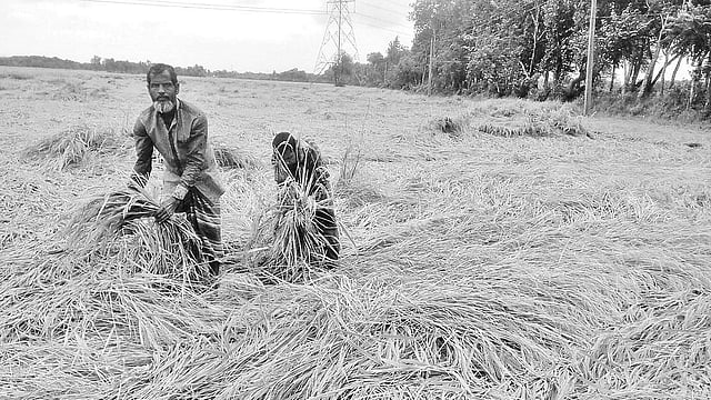 ঝিনাইদহের বিভিন্ন মাঠে আমন ধান ঘূর্ণিঝড় বুলবুলের কারণে মাটিতে পড়ে গেছে।  প্রথম আলো