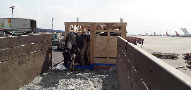 ডেইরি ফার্মের জন্য অস্ট্রেলিয়া থেকে ২২৫টি গরু নিয়ে এসেছে ইয়ন গ্রুপের ইয়ন বায়ো সায়েন্স লিমিটেড। কার্গো বা পণ্যবাহী বিমানে করে অস্ট্রেলিয়ার মেলবোর্ন বিমানবন্দর থেকে রওনা দিয়ে গতকাল মঙ্গলবার ভোরে ঢাকার হজরত শাহজালাল আন্তর্জাতিক বিমানবন্দরে এসে পৌঁছায় গরুগুলো। ছবি: সংগৃহীত