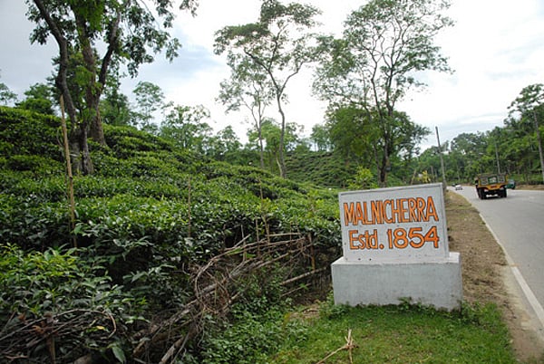 সিলেটের মালনীছড়া-বাংলাদেশের প্রথম চা–বাগান। ছবিটি মুহতাসামন নিয়নের লেখা ‘বাংলাদেশের চা: ক্লান্তিতে, স্বস্তিতে, অবসরে’ নিবন্ধ থেকে নেওয়া।