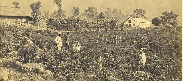 ভারতের দার্জিলিং চা–বাগানে কর্মরত শ্রমিক এবং দেখভালরত ইউরোপীয় চা-কর (১৮৬০)। ছবিটি রয়েল জিওগ্রাফিক্যাল সোসাইটি কর্তৃক ধারণ করা।