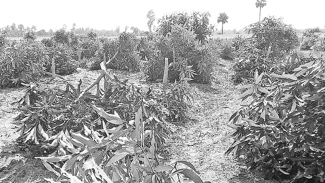 কেটে ফেলা আমগাছ। গতকাল দুপুরে পোরশা উপজেলার গুন্ধইল মাঠে।  ছবি: প্রথম আলো