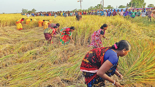 রাজশাহীর গোদাগাড়ীর চৈতন্যপুরে গতকাল দিনভর চলে ধান কাটা উৎসব। খেতে ধান কাটার প্রতিযোগিতায় অংশ নেন স্থানীয় নারীরা।  ছবি: প্রথম আলো