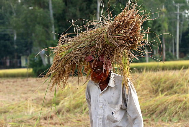 ধানগাছের আঁটি নিয়ে বাড়ি ফেরা