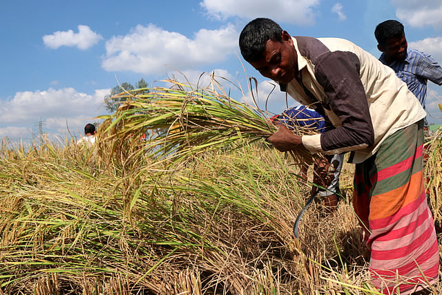কৃষকের সময় কাটছে এখন নতুন ধানে
