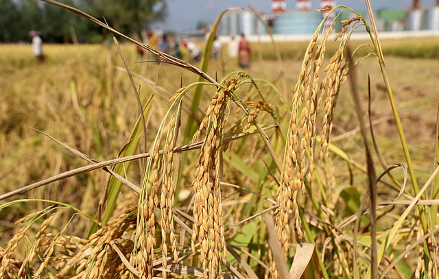 নতুন ধানে হবে রে নবান্ন, আজ শনিবার পয়লা অগ্রহায়ণ