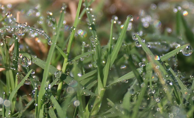 ঘাসে জমে আছে শিশিরবিন্দু।