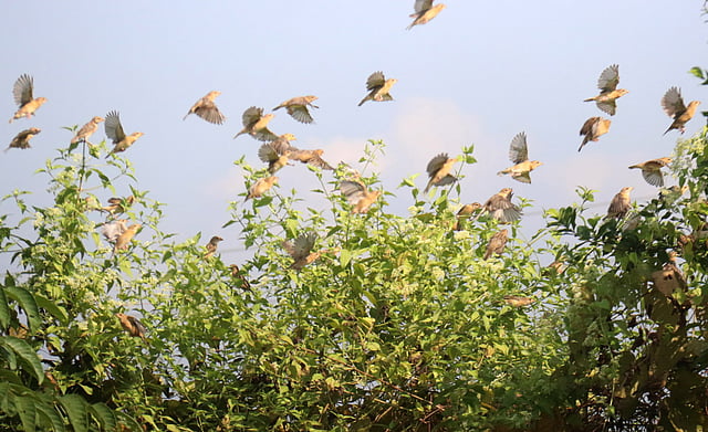 ভোরে কুয়াশার মাঝে চড়ুই পাখির ঝাঁক উড়ে যাচ্ছে ঝোপের ওপর দিয়ে।