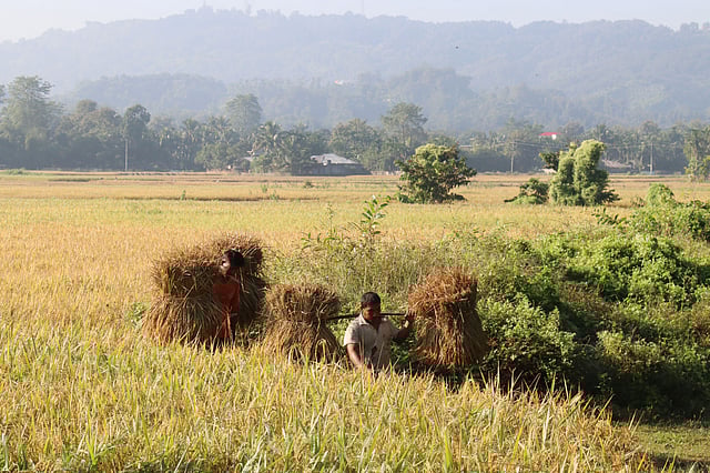 সবুজ পাহাড়ে বোরো ধান পেকে সোনালি রং ধারণ করেছে। ধান কাটার পর বাড়িতে নিয়ে যাচ্ছেন কৃষকেরা।