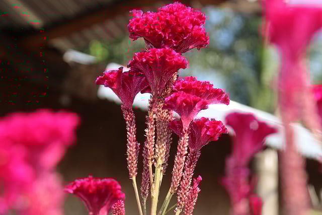 মোরগঝুঁটি ফুল ফুটেছে শীতের সকালে।