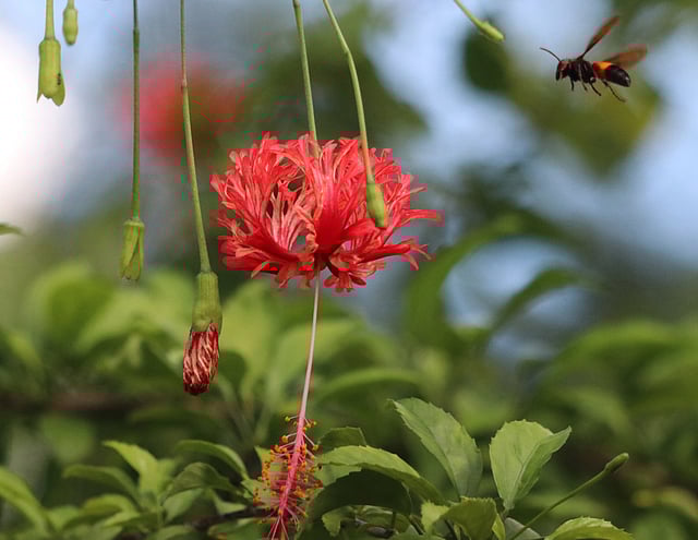 ঝুমকো জবা ফুলের পাপড়ির দিকে এগিয়ে যাচ্ছে একটি ভোমর।