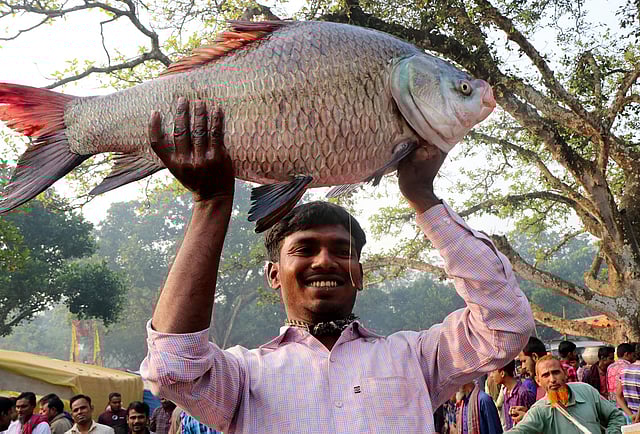 কাতল মাছটির ওজন ১০ কেজি। বিক্রেতা মাছটির দাম হাঁকেন ১০ হাজার টাকা। ছবি: লেখক