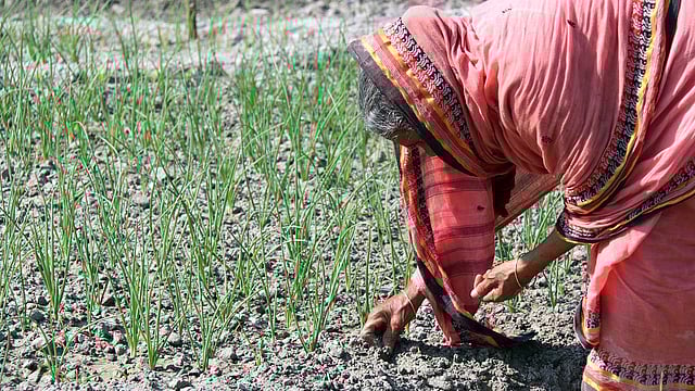 রংপুরে পেঁয়াজ খেতের পরিচর্যায় ব্যস্ত এক নারী। ছবি: প্রথম আলো