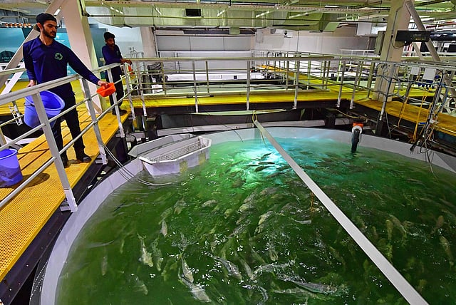 এই ধরনের চৌবাচ্চায় চাষ করা স্যামন মাছ। ছবি: এএফপি