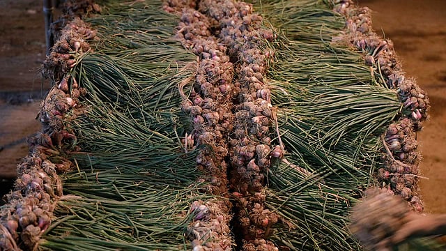 কারওয়ান বাজারে আসতে শুরু করেছে পাতাসহ নতুন পেঁয়াজ। ছবি: প্রথম আলো