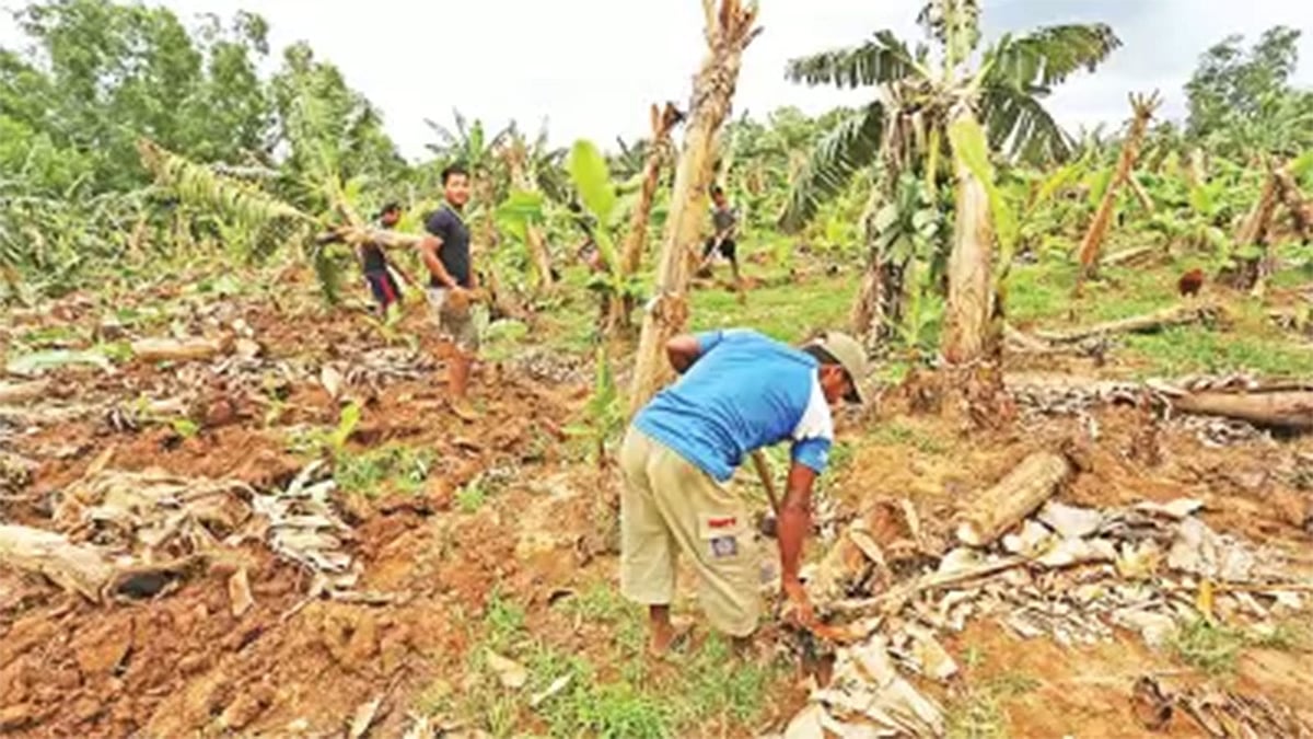 ফাইল ছবি