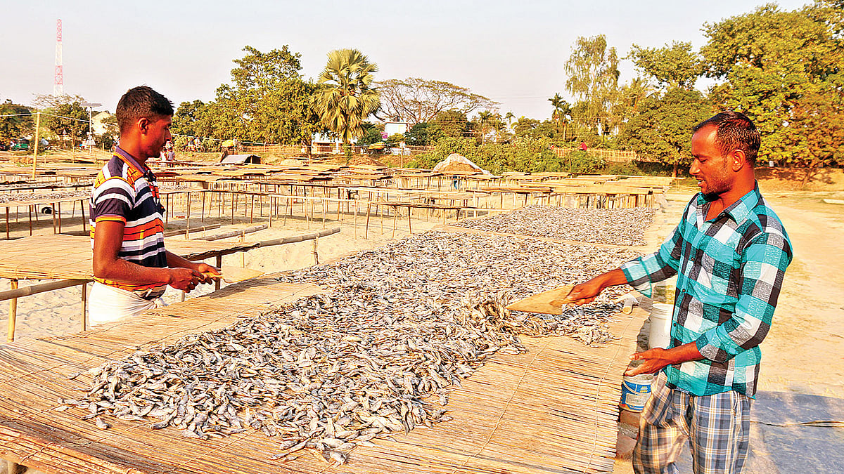 গ্রামের বাজার থেকে কিনে আনা মাছের শুঁটকি তৈরিতে ব্যস্ত দুই ব্যবসায়ী। এই শুঁটকি রপ্তানি হয় বিভিন্ন দেশে। গত শুক্রবার পাবনার সুজানগরের পৌরসভা হাট এলাকায়। ছবি: প্রথম আলো