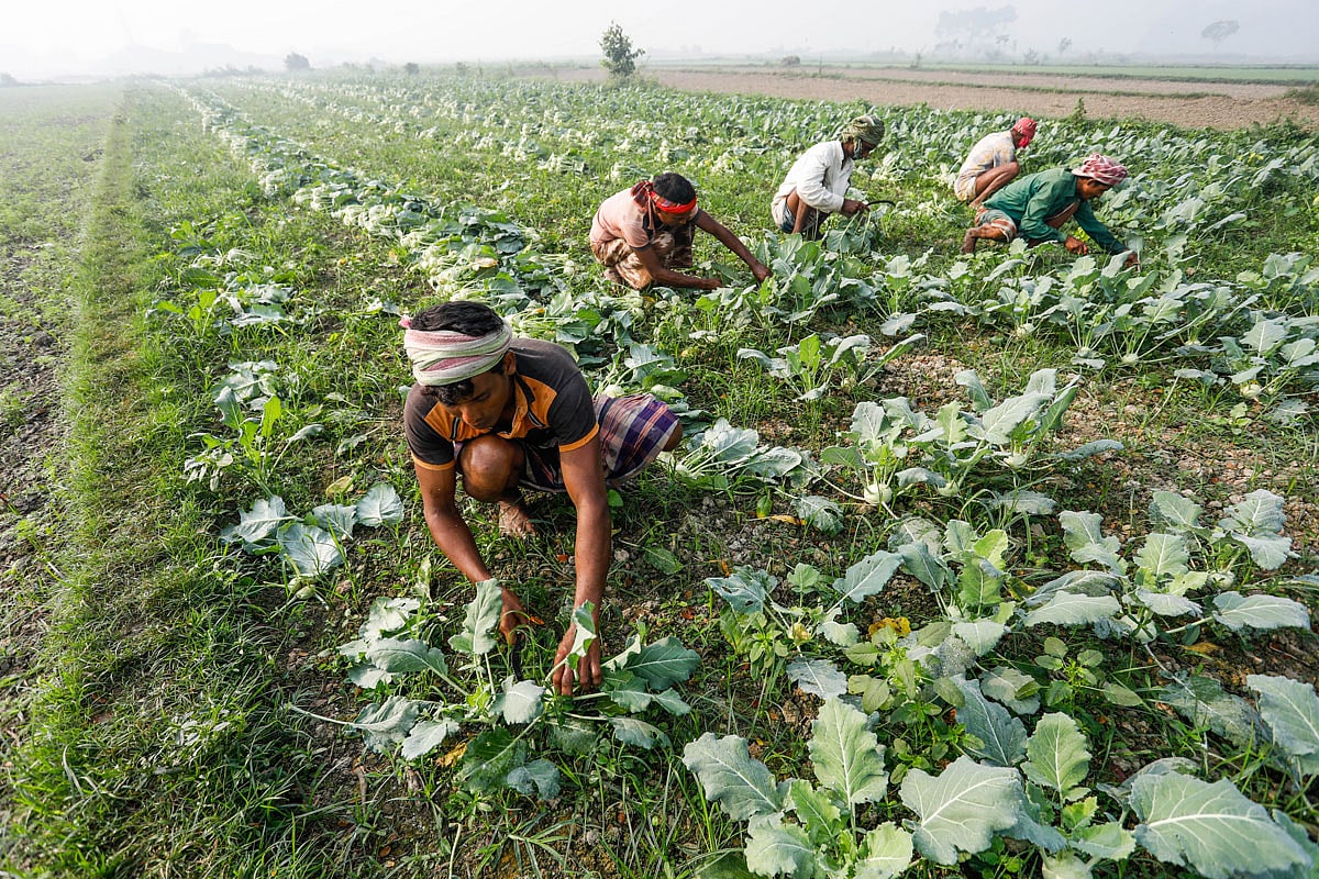 জগন্নাথপুর এলাকায় খেত থেকে ওলকপি তুলছেন কৃষিশ্রমিকেরা