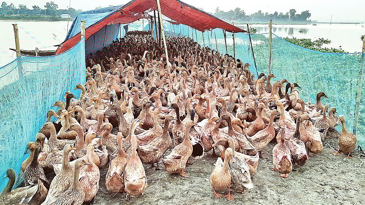 চলনবিলের মাঝখানে উঁচু সড়কের ওপর গড়ে তোলা হয়েছে হাঁসের খামার। সম্প্রতি গুরুদাসপুরের বিলশা গ্রামে। ছবি: প্রথম আলো