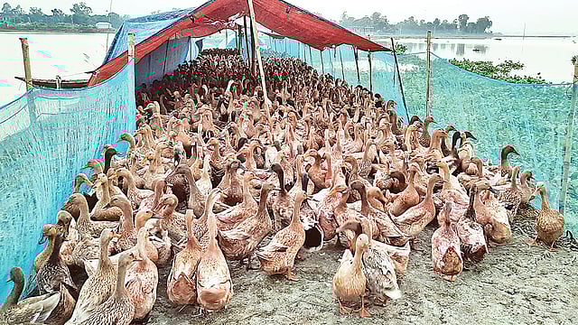 চলনবিলের মাঝখানে উঁচু সড়কের ওপর গড়ে তোলা হয়েছে হাঁসের খামার। সম্প্রতি গুরুদাসপুরের বিলশা গ্রামে।  ছবি: প্রথম আলো