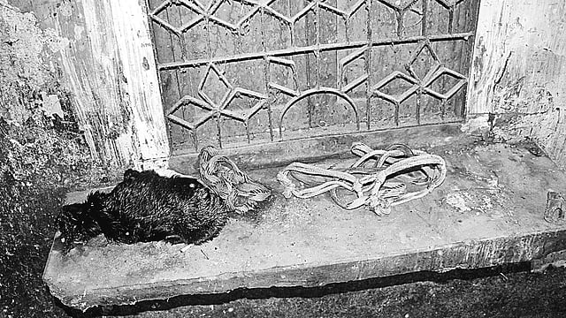 শম্ভুগঞ্জ পোস্ট অফিসের জানালার সানসেটের ওপর রাখা হয়েছে জবাই করা খাসির চামড়া।
