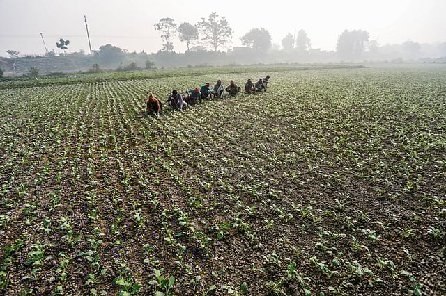 শীতের শুরুতে অনেক জমিতেই এখনো বোনা হচ্ছে বীজ