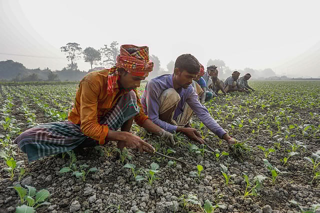 আগাছা পরিষ্কার করছেন চাষিরা