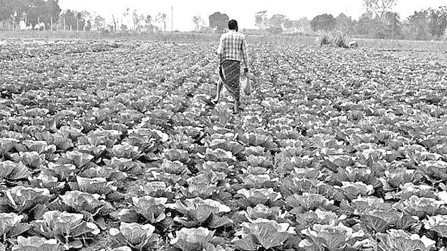 বিস্তীর্ণ খেতজুড়ে বাঁধাকপি। গত রোববার নওগাঁর বদলগাছী উপজেলার বিলাশবাড়ী এলাকার একটি মাঠে।  ছবি: প্রথম আলো