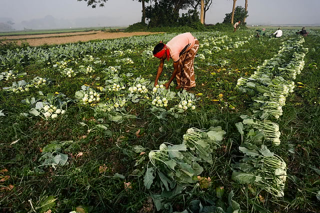 সারিবদ্ধভাবে সাজিয়ে রাখা হয়েছে ওলকপি