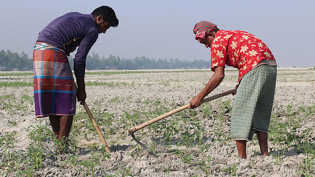 আলুর খেতের পরিচর্যা